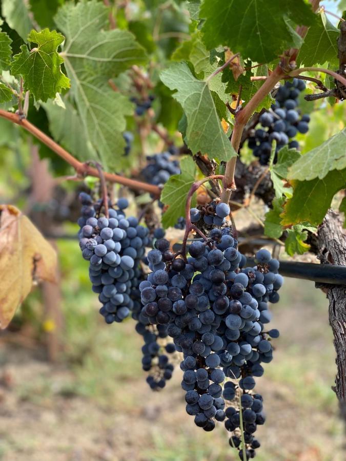Trie Vineyard Cottage Grevena Exteriér fotografie